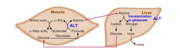 <ol><li><p>GNG; removal of nitrogen for Urea Cycle</p></li><li><p>Sources: </p></li></ol><ul><li><p>Main: <strong><em><u>muscle </u></em></strong>(results of protein degradation/ transamination)</p></li><li><p>other = <strong><em><u>kidney, intestines </u></em></strong>(conversion of glutamine to alanine)</p><ul><li><p>glutamine → (via glutaminase) glutamate → (via ALT) Alanine</p></li></ul></li></ul><p></p><p></p><p></p><p></p><p></p><p></p><p></p><p></p>