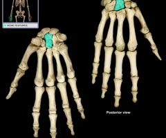 <p>Wrist movement and stability</p>