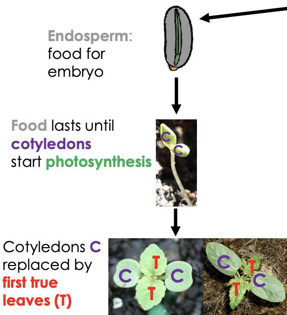 <p>Endosperm: food for embryo</p><p></p><p>Food lasts until cotyledons start photosynthesis</p><p></p><p>Cotyledons C replaced by first true leaves (T)</p>