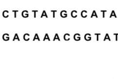 <p>Could this strand of DNA be found in a moose? (Yes or No)</p>