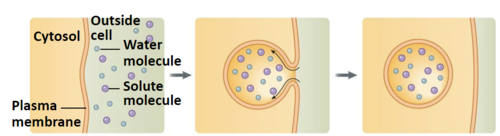 vesicles import water molecules and other substances