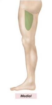 <p>Sensory: Upper, medial thigh</p><p>Motor: Medial thigh muscles</p>