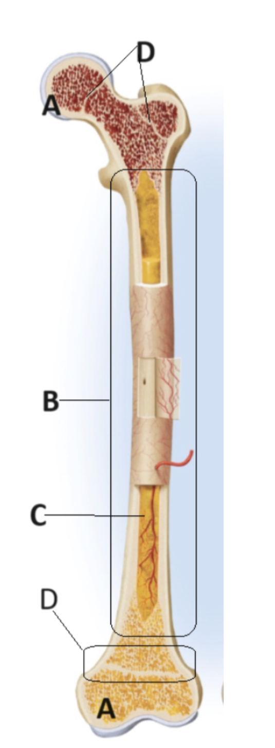 <p>B</p>