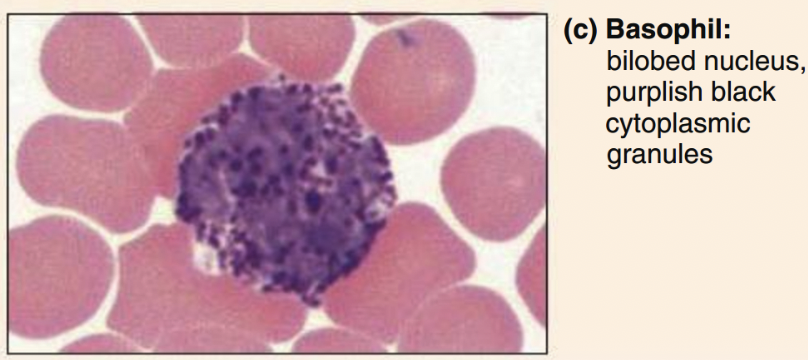 <ul><li><p>U-shaped nucleus, dark violet granules </p></li></ul><p></p>