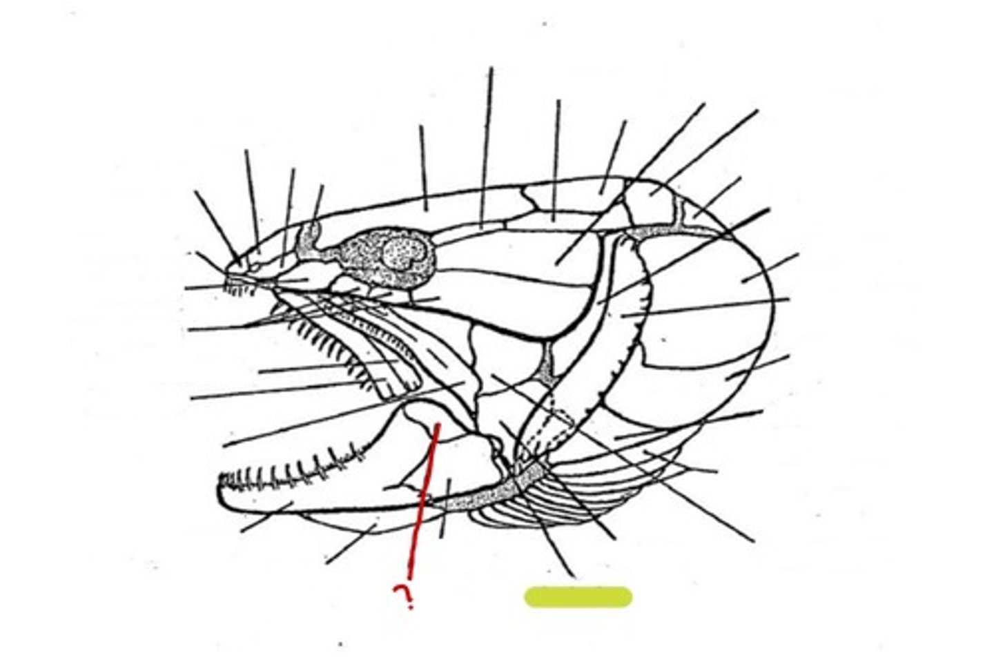 <p>What bone is this</p>
