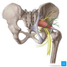 part of lumbosacral plexus