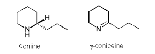 <p>A poisonous member of the family containing Hogweed. It has a strong noxious smell and contains piperidine (nicotinic) alkaloids coniceine and 2-propylpiperidine/coniine. The first substances decreases in concentration with plant maturation but the second increases in flowers and fruits. </p>