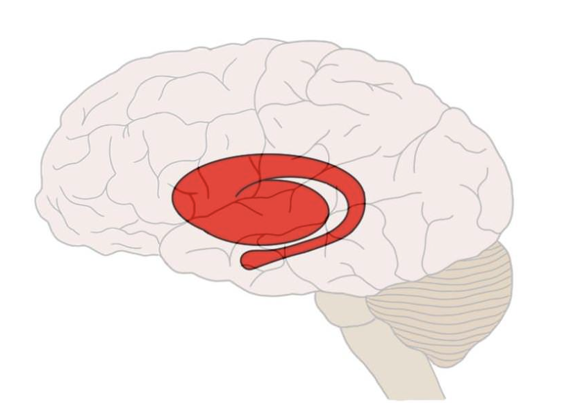 <p><span>A subcortical brain structure that plays a key role in the coordination of movement and is involved in reward processing and habit formation.</span></p>