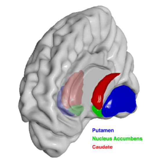 <p>striatum</p>