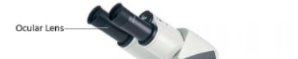 <p>Ocular Lens</p>