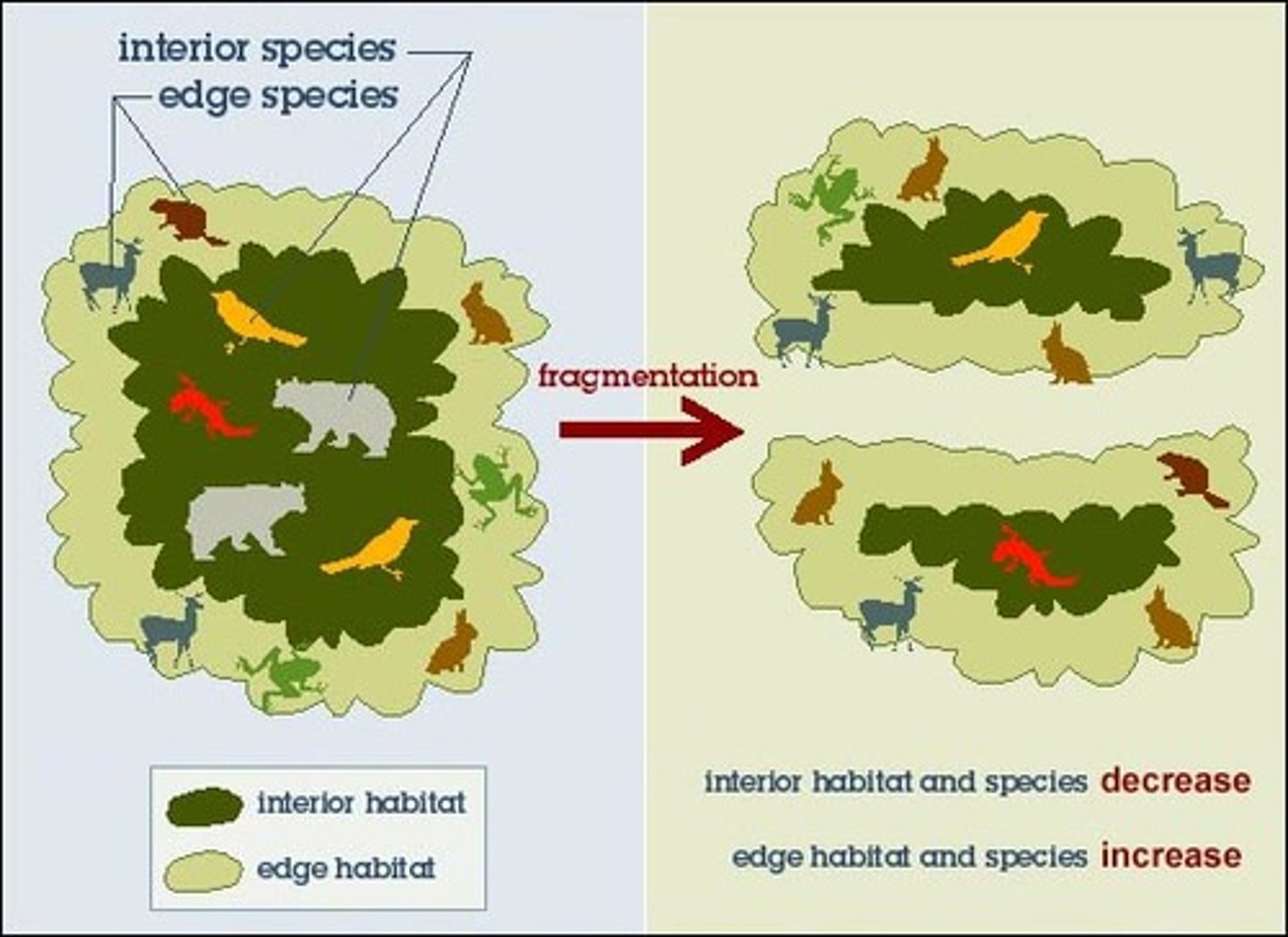 <p>the breakup of large areas of habitat into small isolated patches and is a major threat to long-term survival of many species</p>