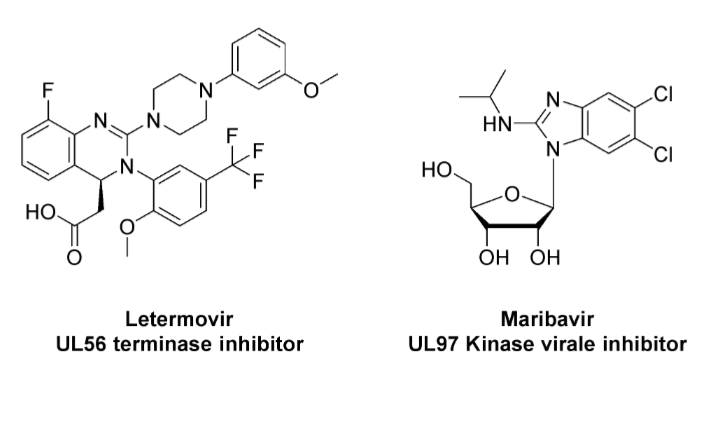 <p>letermovir: UL56 terminase inhibitor</p><p>maribavir: UL97 kinase virale inhibitor</p>