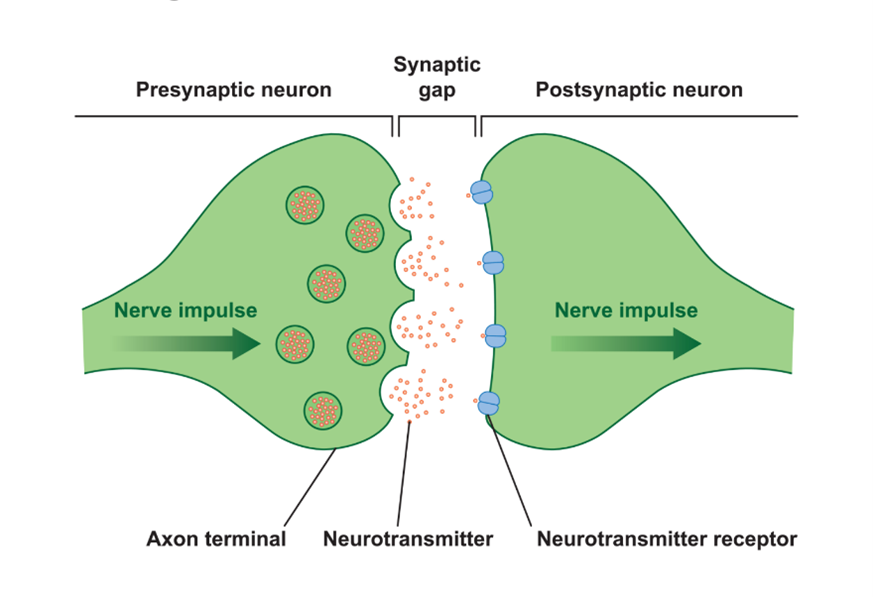 <p>what does this image show?</p>