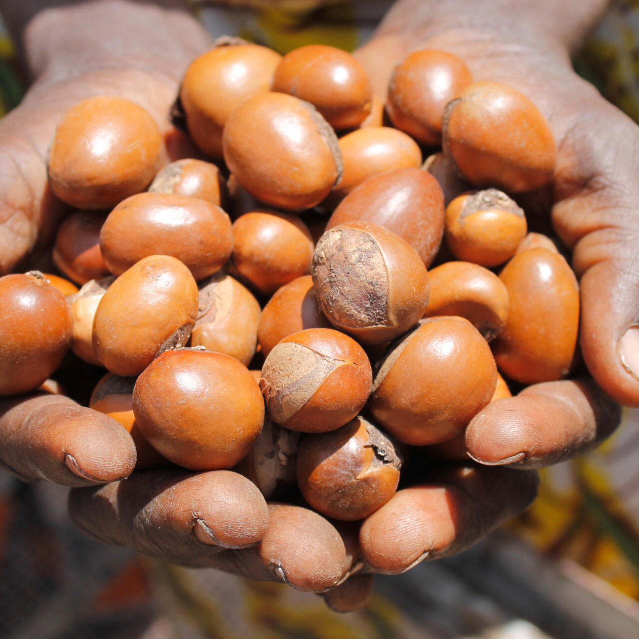 <p>Noix de palme</p>