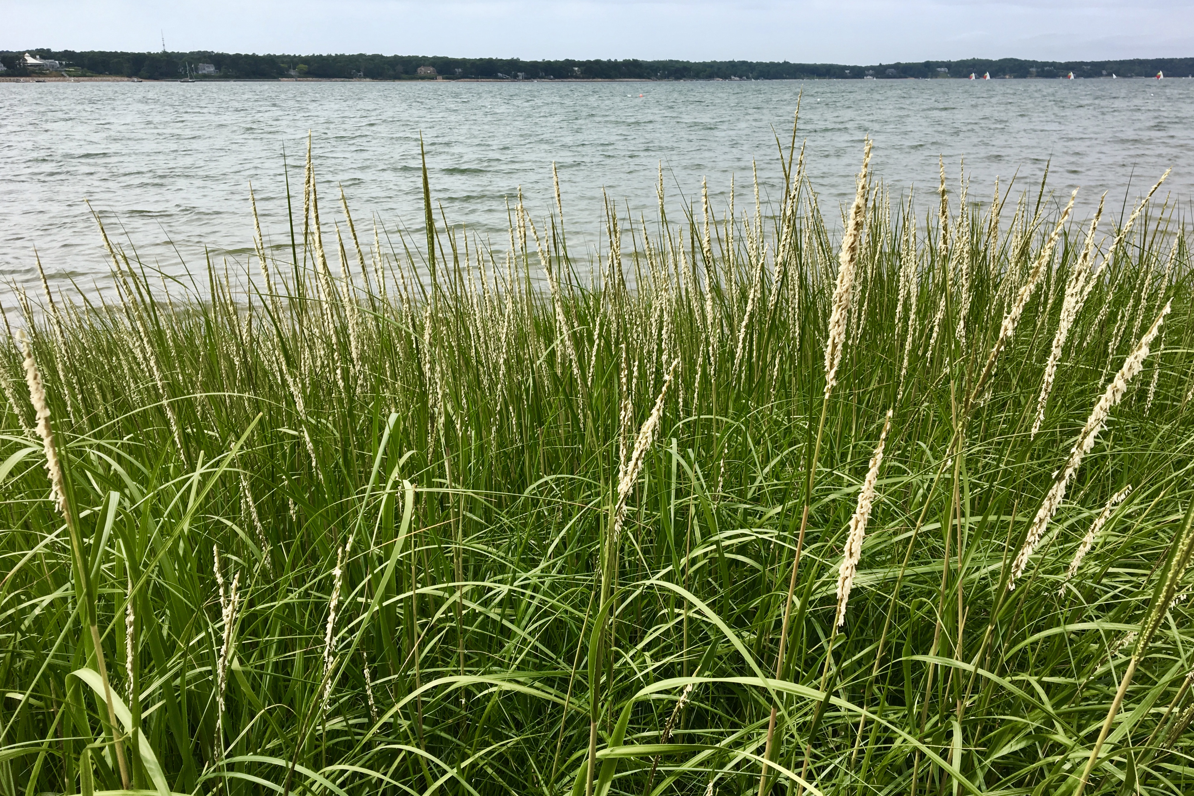 Smooth cord grass