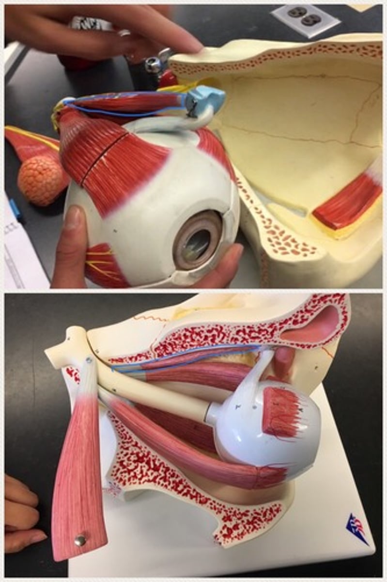 <p>a fusiform (spindle-shaped) muscle belonging to the extraocular group of muscles; It originates near the nose. it performs the role of controlling eye movements. On the side of the eye, connects to the trochlea.</p>