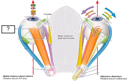 <ul><li><p>extraocular muscle</p></li><li><p>actions: intorsion (elevation (1°), adduction (2°))</p></li></ul>