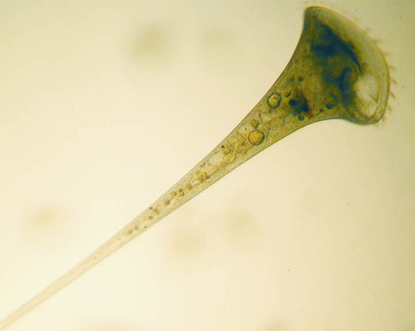 <p>cilia, photosynthetic (via photosynthetic relationships with algae)</p>