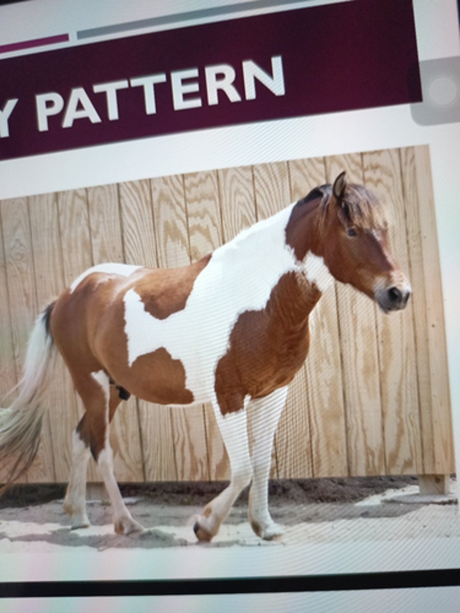 <p>dark color that</p><p>covers one &amp; both flanks</p><p>¡ 4 legs are white</p><p>¡ Color: regular or oval-shaped</p><p>spots</p><p>¡ Head marking: solid</p>