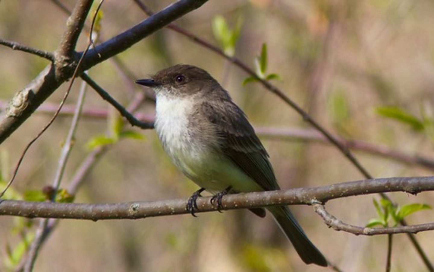 <p>Sayornis phoebe</p>