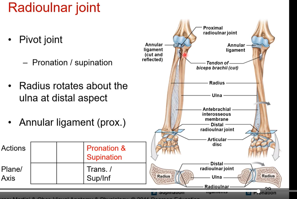 <p>pronation/supination in the transverse plane of motion in the superior and inferior axis</p><p>it is a pivot joint</p><p>it pivots at proximal end</p><p>radius rotates about the ulna distal aspect</p><p>annular ligament (proximal)- doesn’t allow radius to roll over at the proximal end. only at distal end</p>