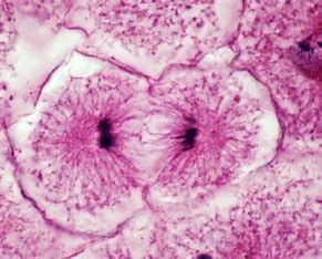 <ul><li><p>telophase</p></li></ul>