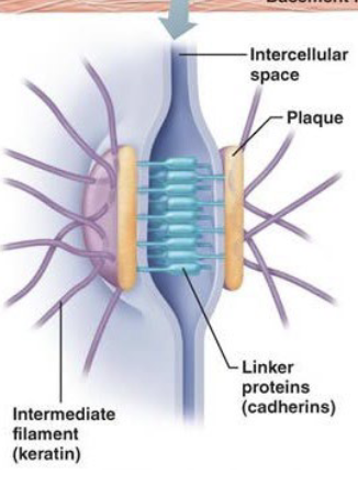 <p>(Spots and bands) Functions to anchor adjacent cells</p><p></p>