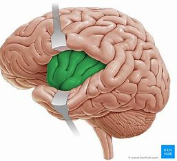 <ul><li><p>located beneath the other four lobes, interior of the brain</p></li><li><p>related to behavior and feelings</p><ul><li><p>specifically desires, cravings, and addiction</p></li></ul></li><li><p>visceral association area</p></li></ul><p></p>