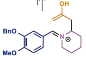 <p>final stage of intramolecular Mannich</p>