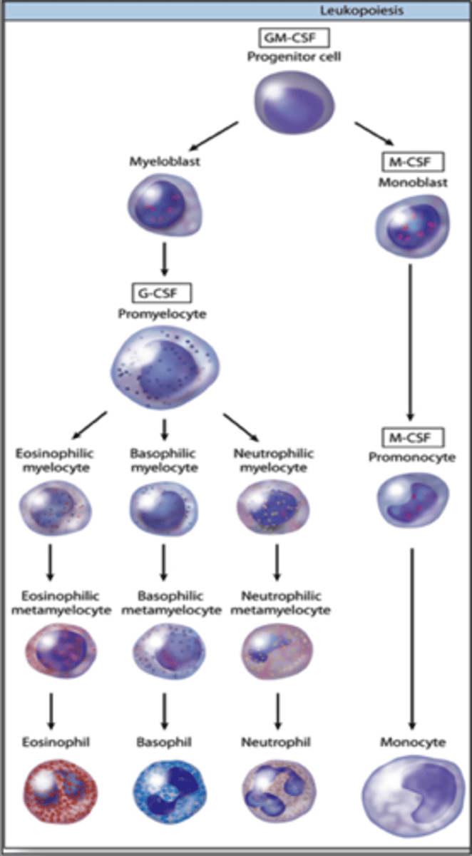 <p>The process by which monocytes are produced in the bone marrow from the</p><p>granulocyte-monocyte progenitor (GMP), enter the circulation, and later migrate</p><p>into tissues where they differentiate into macrophages or dendritic cells</p>