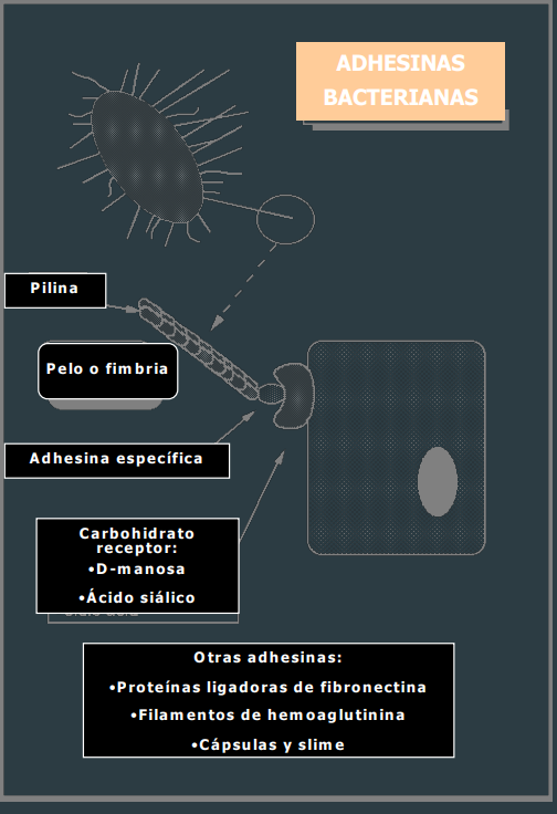 <p>Son proyecciones moleculares parecidas a pelos Están compuestos de moléculas de proteína, llamada <strong>pilina </strong>agrupadas en forma de tubo con un pequeño centro hueco</p><p> Hay dos tipos: común y sexual</p>