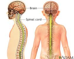 <p>Major communication system in the body. Functions in sensing, processing, communicating between the cells throughout the entire body</p>