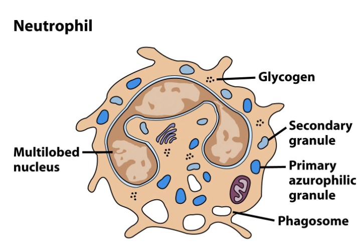 <ul><li><p>Most numerous leukocyte (50%-70%) and numbers increase quickly in response to infection (<strong>leukocytosis</strong> → high “white blood cell count”)</p></li><li><p>Morphology = <strong>multi-lobed nucleus</strong> (3-5 lobes) with granules &amp; pseudopods</p></li><li><p>Engage pathogens via rapid and efficient phagocytosis and <strong>exocytosis</strong> of antimicrobial compounds, including lysozyme</p></li><li><p>Highly responsive to chemokines released by other leukocytes or by damaged tissues; neutrophils arrive at a damaged site within minutes</p></li><li><p>Simple, efficient and disposable, neutrophils are the first line of defense and use “swarm tactics” against pathogens</p></li><li><p>Very short lifespan (1-2 days) but produced in high numbers</p></li></ul><p></p>