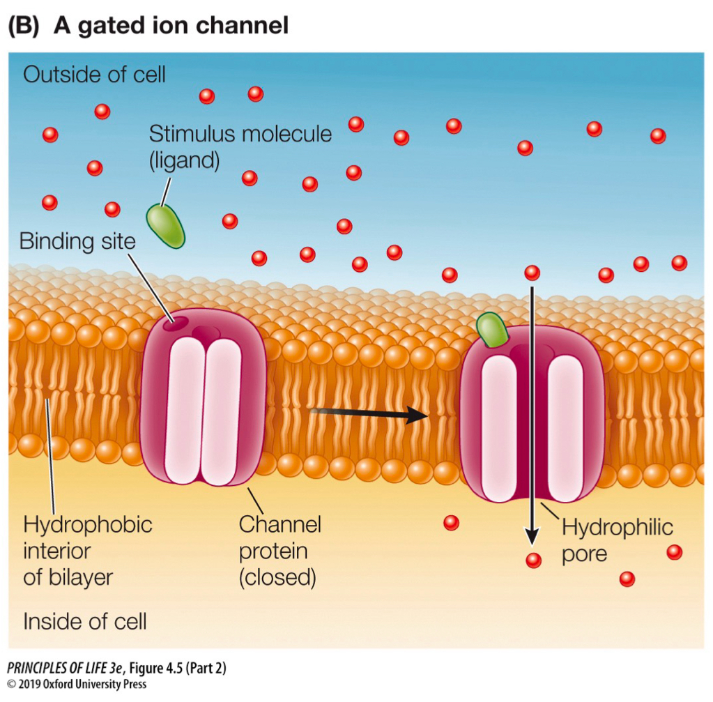 <p>integral transmembrane protein that form a channel</p><p>ex) ion channels: most are gated, opened by stimulated to change shape by chemical signal (ligand) or an electrical charge difference (voltage-gated)</p>