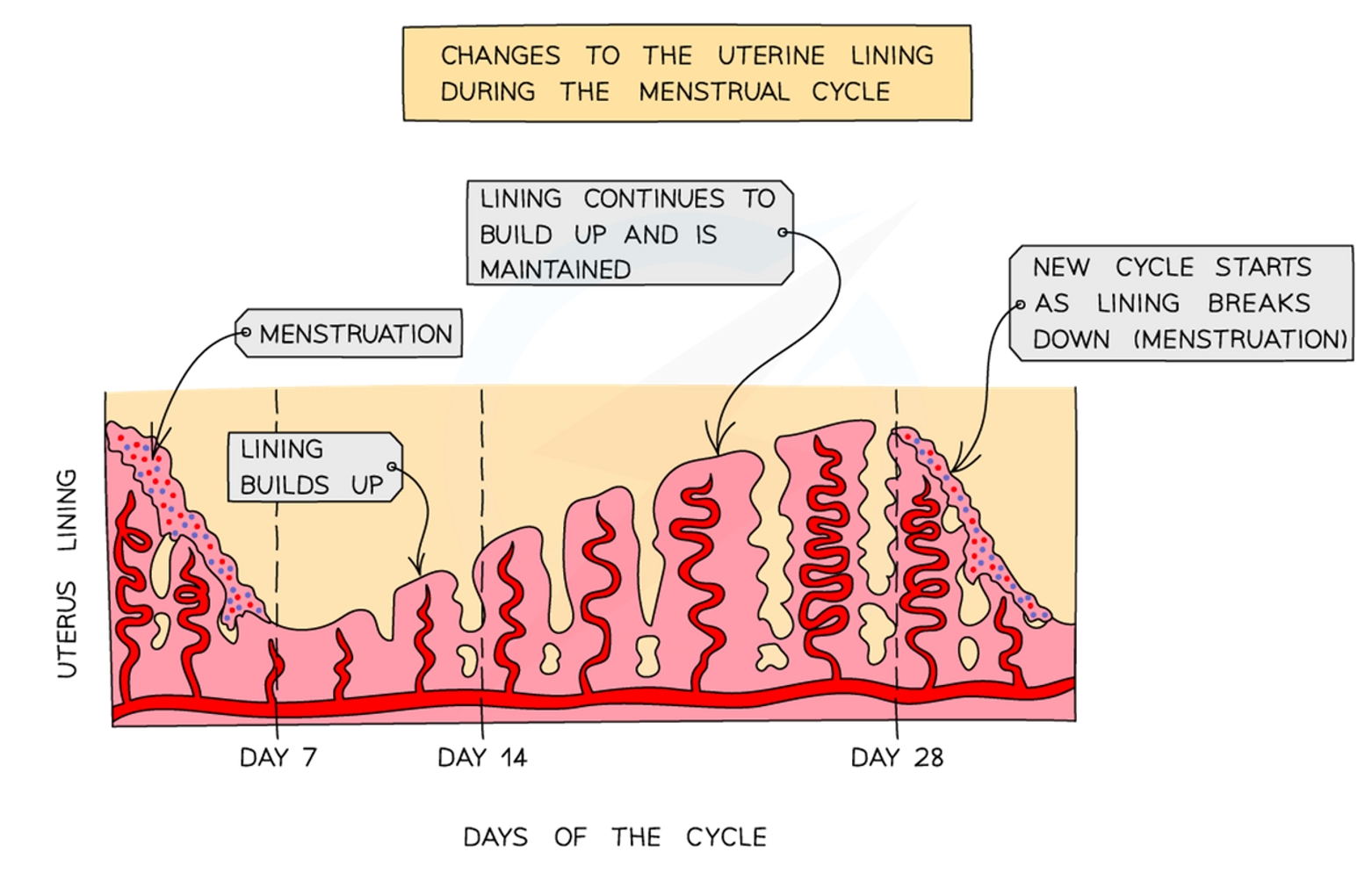 <p><span>•While the ovarian cycle is occurring, the uterus is also going through a series of changes called the menstrual cycle.</span></p><p><span>•The changes in the uterine lining, the endometrium, are in preparation for a developing embryo in case the egg released at ovulation is fertilised.</span></p><p><span>•The average length of the menstrual cycle is also 28 days.</span></p>
