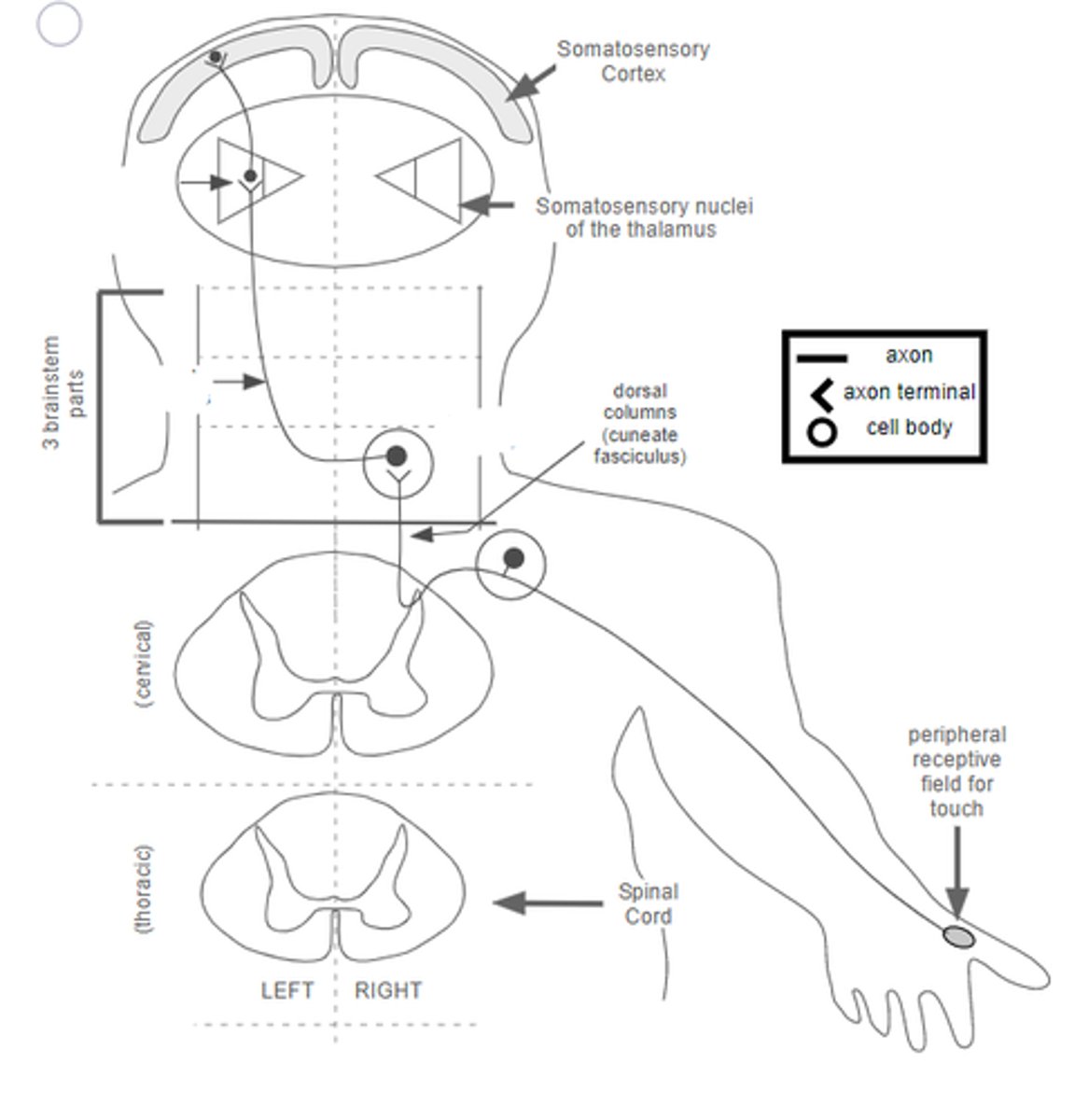 <p>describe pathway of touch/conscious proprioception</p>