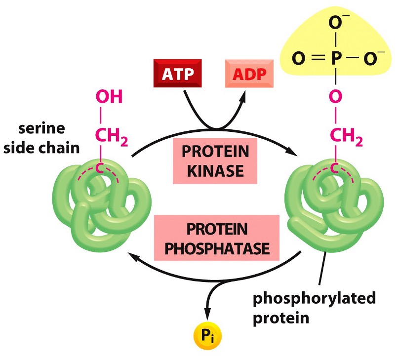 <p>Kinases present that are known as…</p>