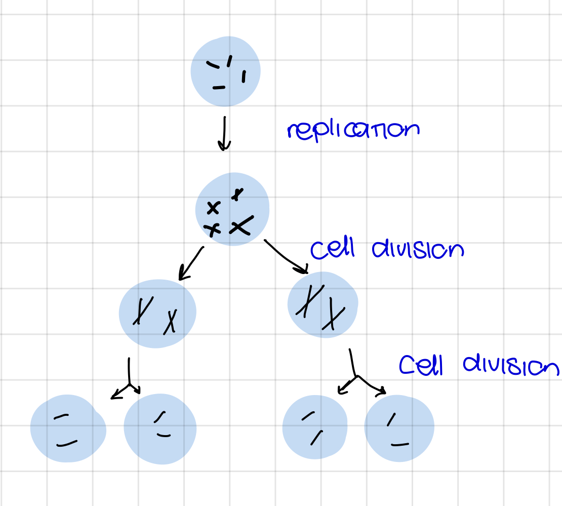 <p>For what is meiosis?</p>