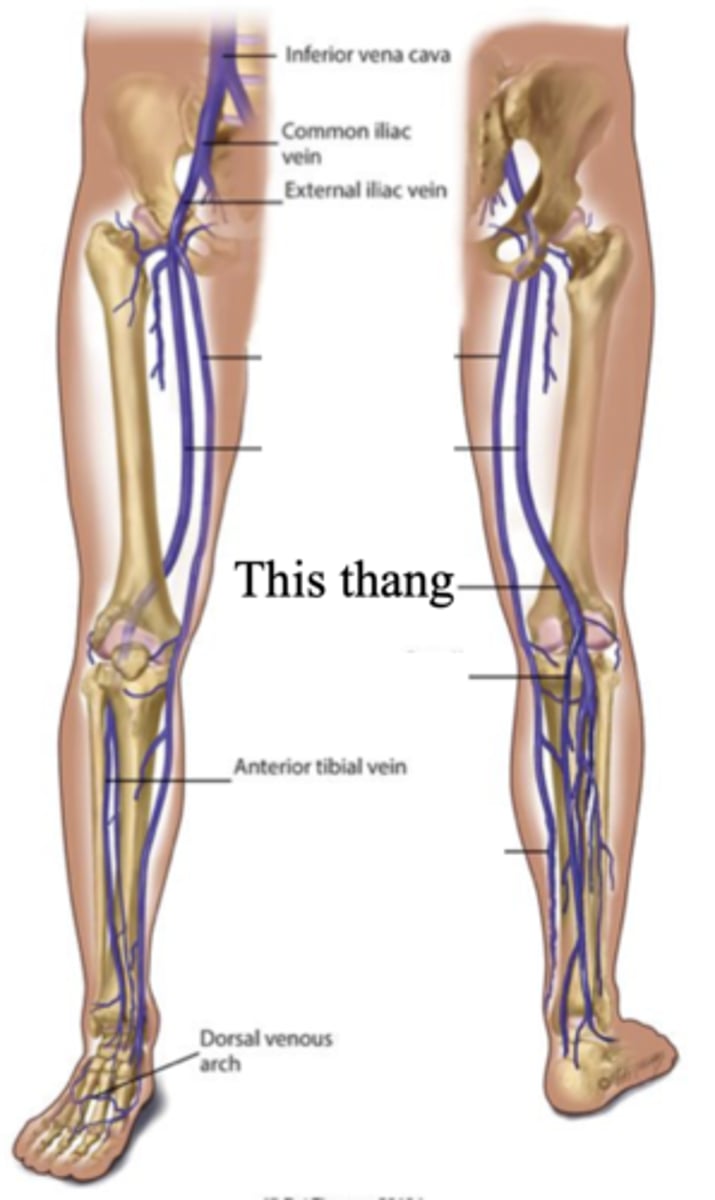 <p>The deep vein found behind the knee</p>