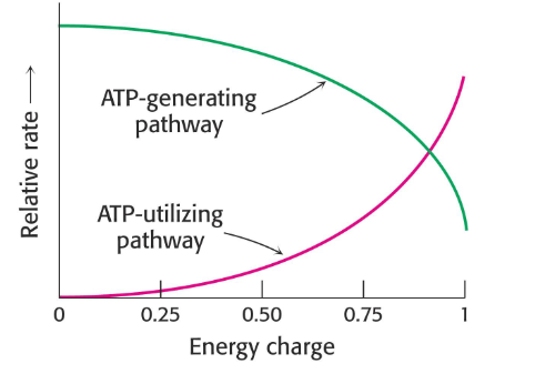 <p>- a way to describe the energy status of a cell</p><p>- value can range from 0 (all AMP) to 1 (all ATP) in cell</p><p>- important in regulating some key metabolic enzymes</p><p></p><p>- we say 1 when ATP is predominant</p><p>- we say 0 when AMP is predominant</p>