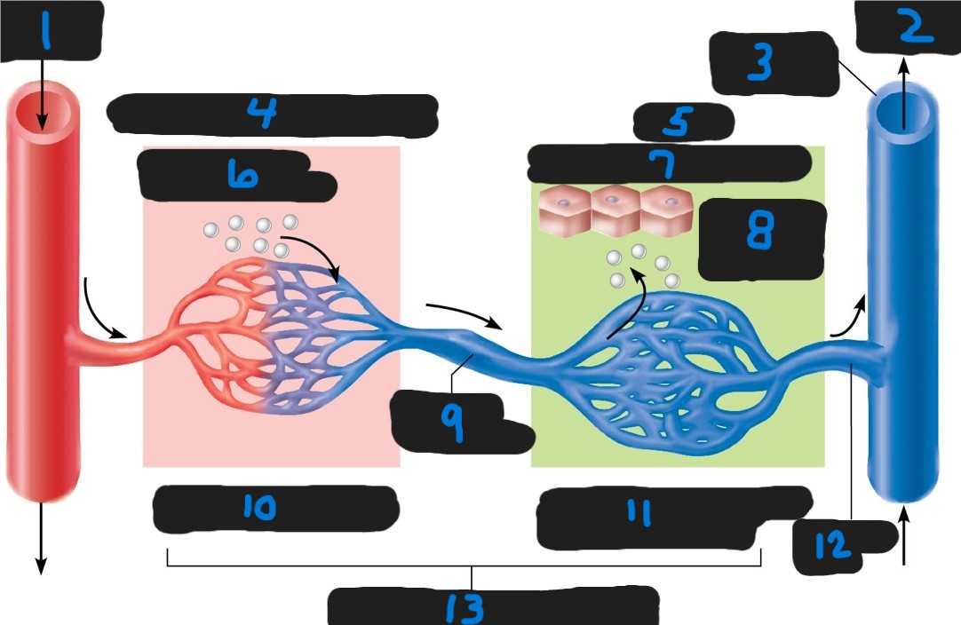 <p>7 — liver cells </p>