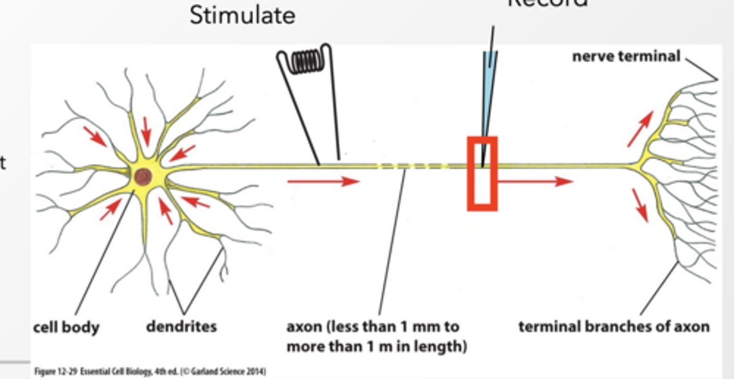 <p>Anatomy of a neuron</p><p>Dendrites = receive signals</p><p>Cell body = integrates signals</p><p>Axon = sends signal (action potential)</p><p>Terminal = communicates with next cell</p><p>Voltage can be recorded in a neuron</p><p>We place an electrode in a neuron and measure membrane potential over time → this gives us graphs like action potentials.</p><p>Resting potential – voltage difference when the cell is not transmitting a signal</p><p>AP is the voltage change in the cell that is transmitted along the axon</p><p>Ion channels have 3 states:</p><p>Closed → nothing happens</p><p>Open → ions flow → voltage changes</p><p>Inactivated → temporarily shut off</p><p>Depolarization = more positive inside</p>