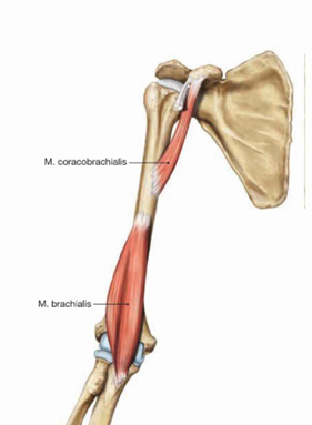 <p>ngjitja proksimale : processus coracoideus </p><p>ngjitja distale : facies anteromedialis humeri</p><p>inervimi: n.musculocutaneus</p><p>veprimi:</p><p>kur pikembeshtetja eshte ne ngjitjen proksimale vepron si fleksor dhe adduktor, kur pikembeshtetja eshte ne ngjitjen distale leshon supin poshte processus coracoideus te skapules</p>