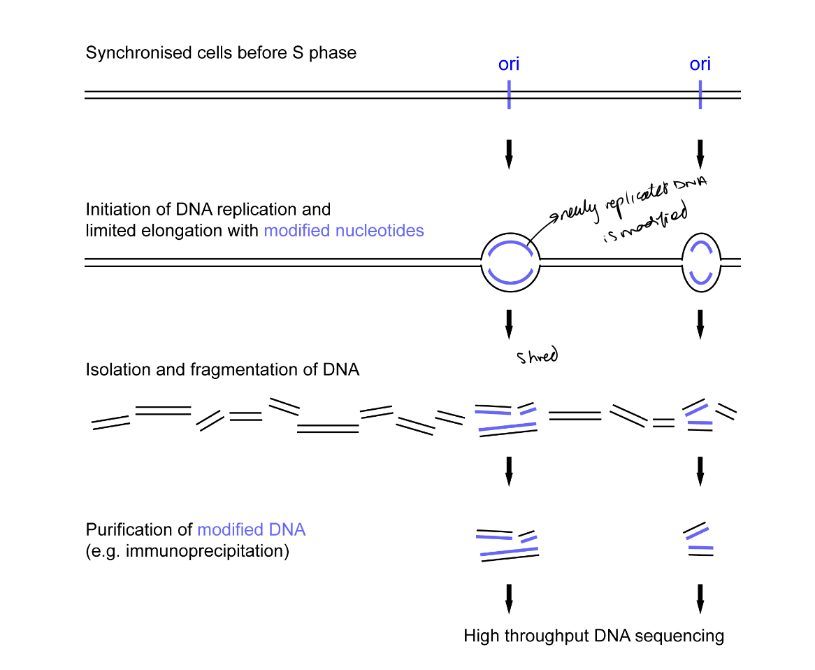 <ol><li><p>DNA replication initatied in nuclei of cells synchronised</p><ul><li><p> in late G1 phase of cell cycle (just before DNA rep)</p></li></ul></li><li><p>DNA allowed to replicate only for a short time following initiation</p></li><li><p>labelled by modified nucleotide</p></li><li><p>initiation-site associated replicated DNA is<strong> isolated and sequenced</strong></p></li></ol><p></p>