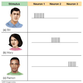 <p>Representation via single dedicated neurons</p><p>ex. a neuron for your pet, neuron for your mom</p>