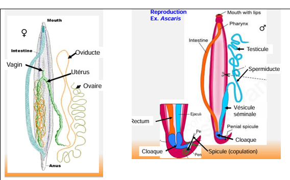 <p></p><table><tbody><tr><td colspan="1" rowspan="1"><p>·&nbsp;&nbsp;&nbsp;&nbsp;&nbsp;&nbsp;&nbsp;&nbsp; Gonochorisme avec dimorphisme sexuel (mâle, femelle)</p><p>·&nbsp;&nbsp;&nbsp;&nbsp;&nbsp;&nbsp;&nbsp;&nbsp; Reproduction sexuée uniquement -&gt; fécondation interne</p></td></tr></tbody></table><p>Ovaire peut mesurer 2 m. Oviducte est un conduit. 2 utérus à 1 vagin interne à pore génital</p>