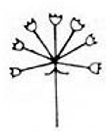 <p>No rachis, pedicle come from single point</p>