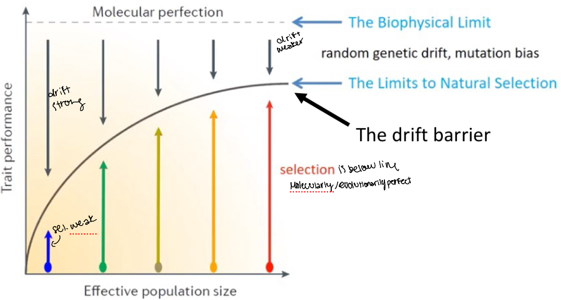<p>• Selection is most efficient at high Ne</p><p>• There is a “barrier” to whether or not selection can act on a mutation/variant – the barrier is imposed by drift</p><p>• For species with large Ne, this barrier will be ”low” – selection can act on mutations with relatively weak effects</p><p>• For species with small Ne, this barrier is “high” – selection can only act on mutations with relatively strong effects</p><p>• Predictions include some of the data just shown</p>