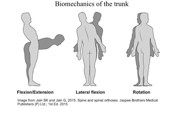 <p>what are the biomechanics of the trunk</p>