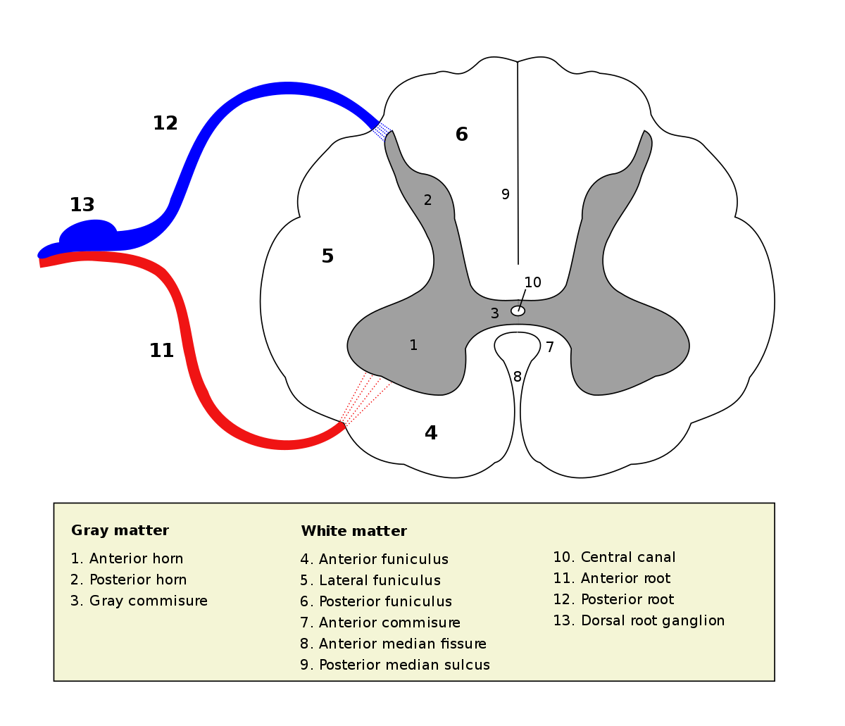 white matter between the anterior horns of the spinal cord composed of many different groups of axons of both ascending and descending tracts